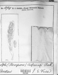 Pleospora herbarum image